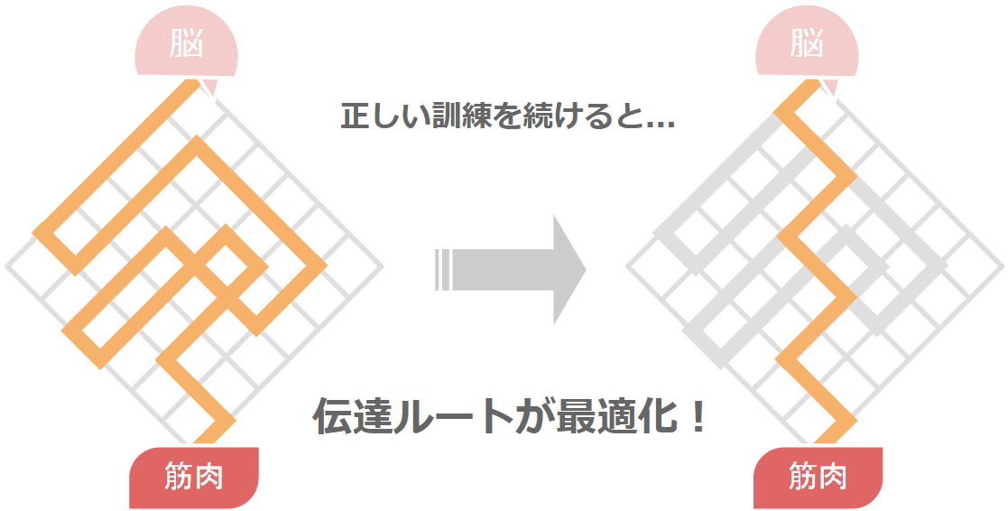 神経の最適化＆伝達スピードアップ